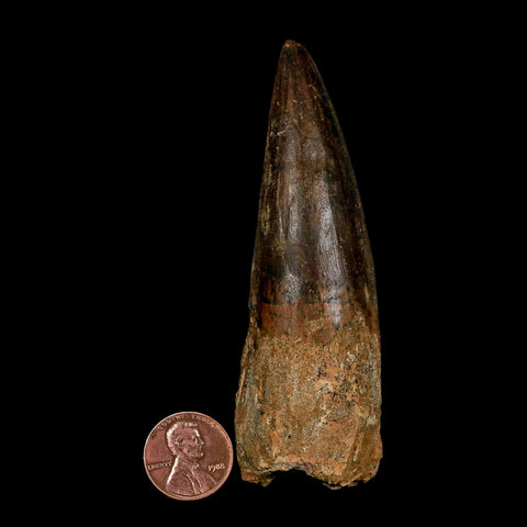 XL 3.8" Spinosaurus Fossil Tooth 100 Million Years Old Cretaceous Dinosaur COA