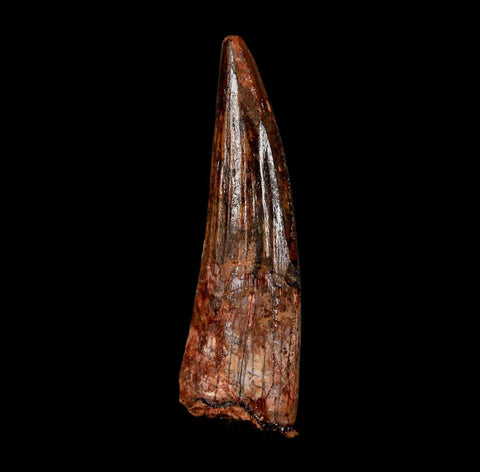 2.1" Spinosaurus Fossil Tooth 100 Million Years Old Cretaceous Dinosaur COA Stand