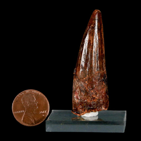 2.1" Spinosaurus Fossil Tooth 100 Million Years Old Cretaceous Dinosaur COA Stand