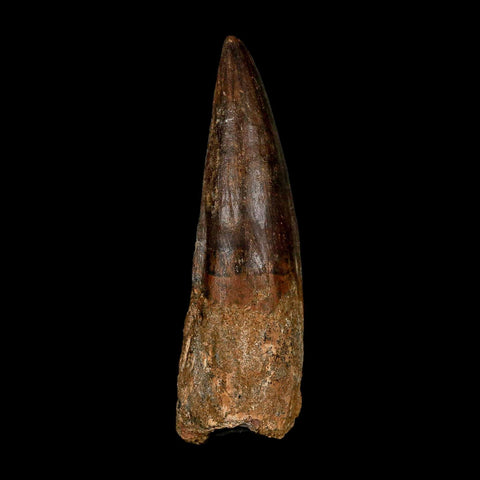 XL 3.8" Spinosaurus Fossil Tooth 100 Million Years Old Cretaceous Dinosaur COA