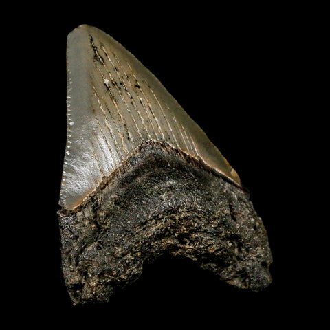 2.5" Quality Megalodon Shark Tooth Serrated Fossil Natural Miocene Age COA - Fossil Age Minerals