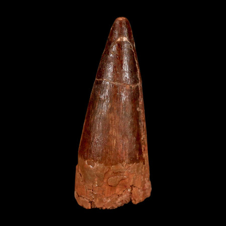 2" Spinosaurus Fossil Tooth 100 Million Years Old Cretaceous Dinosaur COA Stand