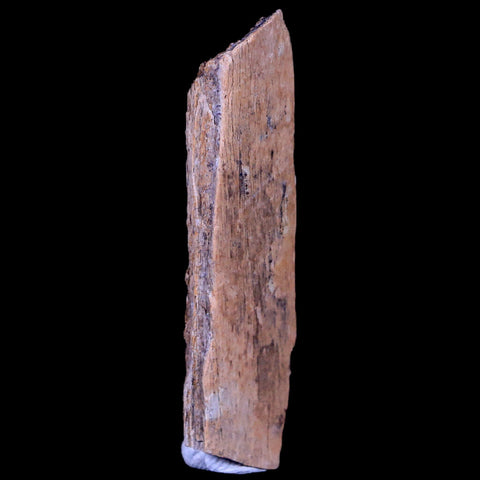 2.2" Corythosaurus Fossil Bone Judith River FM MT Cretaceous Dinosaur COA, Stand - Fossil Age Minerals