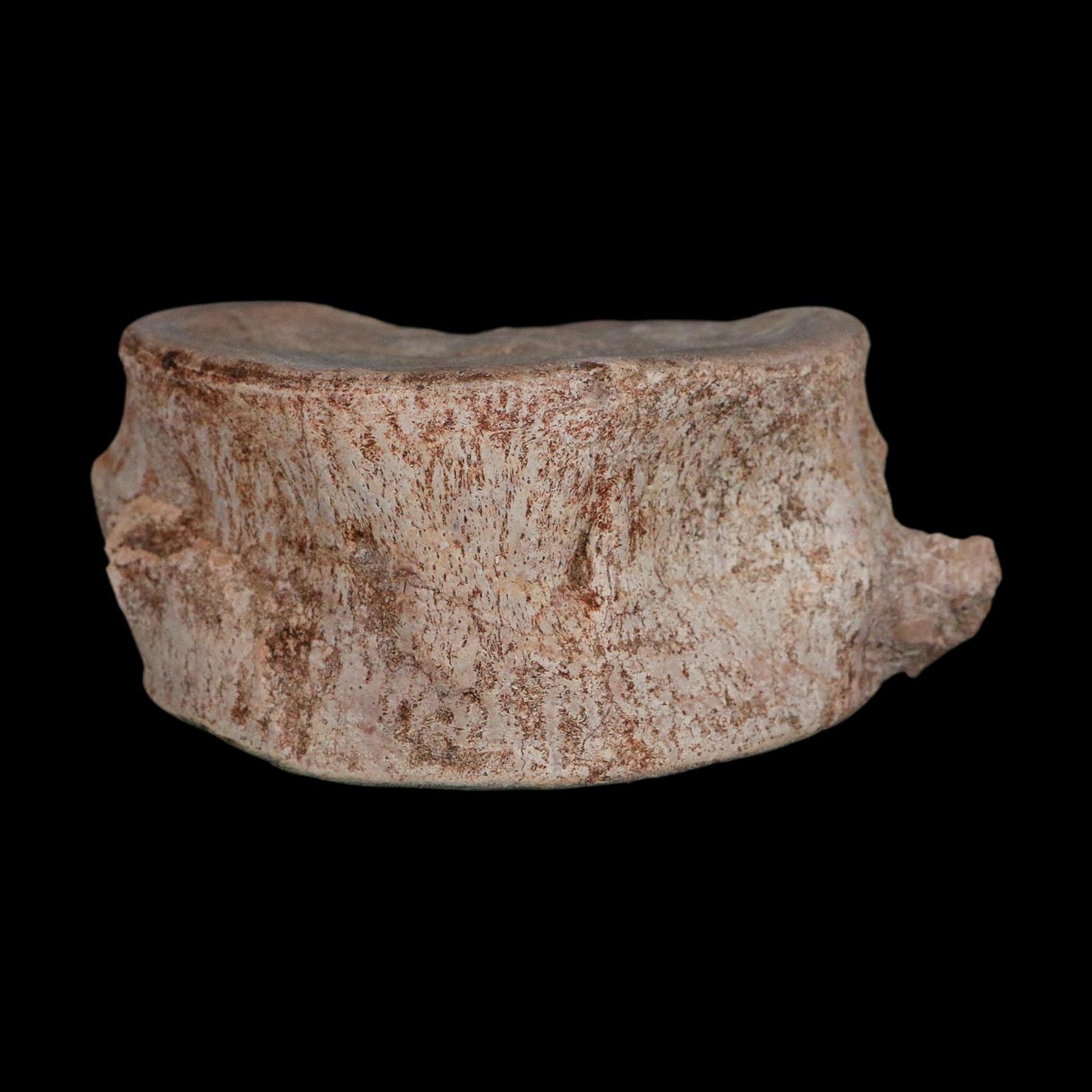 4.6" Plesiosaurus Fossil Vertebrae Cretaceous Dinosaur Era Morocco Zarafasaura COA