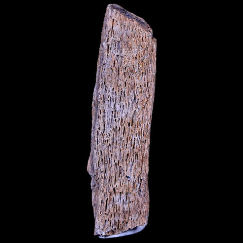 2.2" Corythosaurus Fossil Bone Judith River FM MT Cretaceous Dinosaur COA, Stand - Fossil Age Minerals