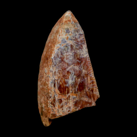 0.7" Phytosaur Fossil Tooth Triassic Age Archosaur Redonda FM NM COA & Display