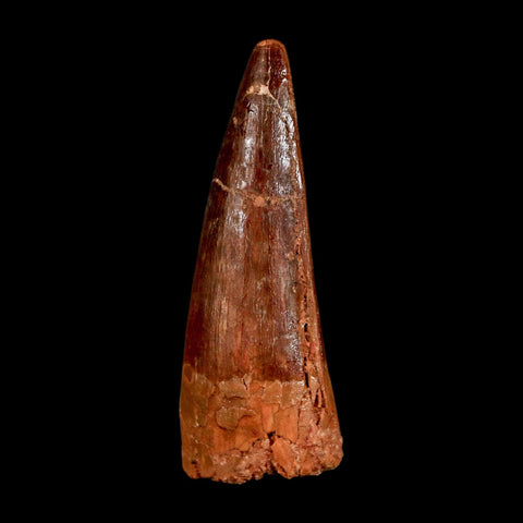 2" Spinosaurus Fossil Tooth 100 Million Years Old Cretaceous Dinosaur COA Stand