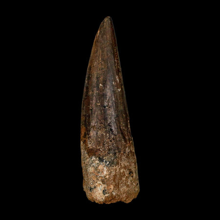 XL 3.8" Spinosaurus Fossil Tooth 100 Million Years Old Cretaceous Dinosaur COA