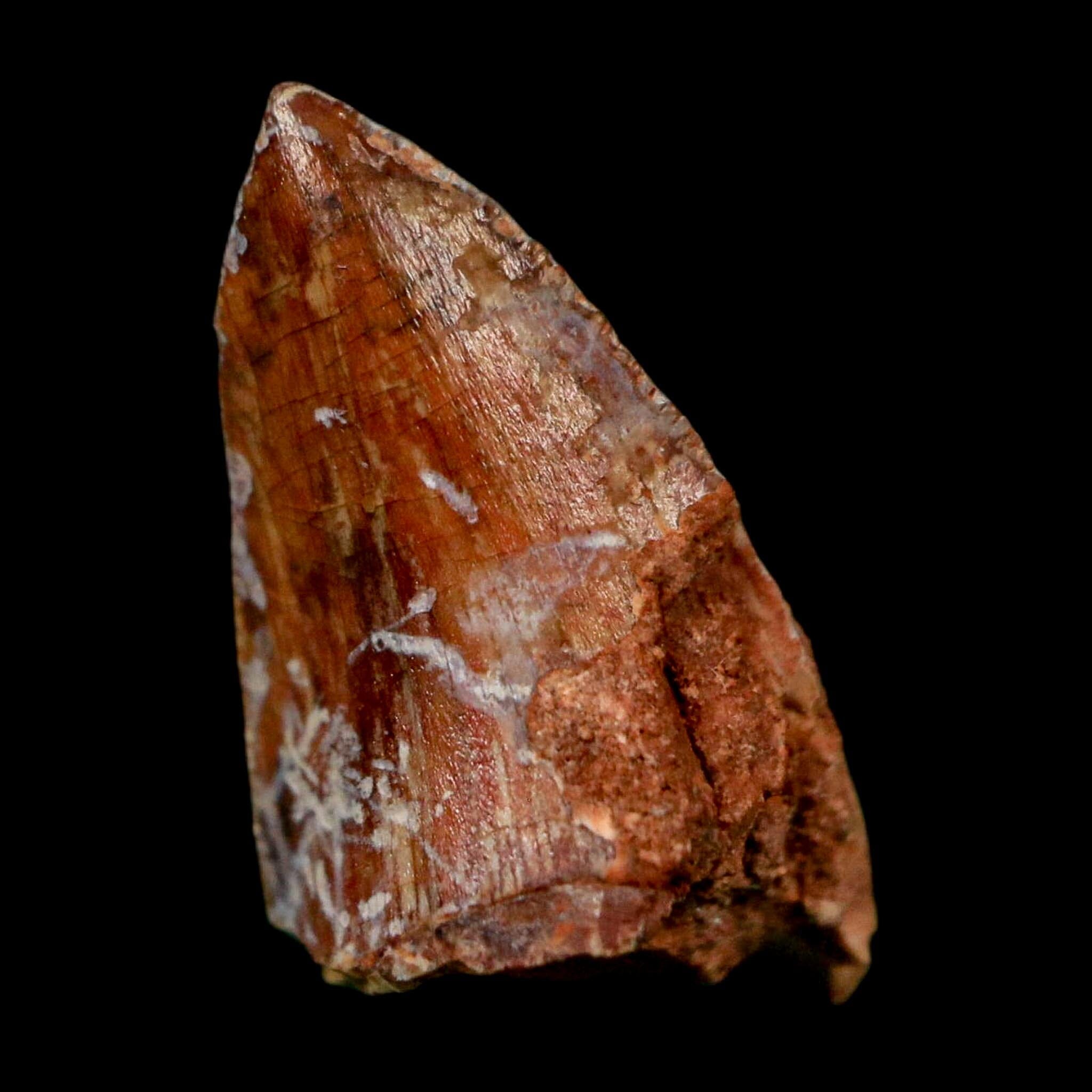 0.7" Phytosaur Fossil Tooth Triassic Age Archosaur Redonda FM NM COA & Display - Fossil Age Minerals
