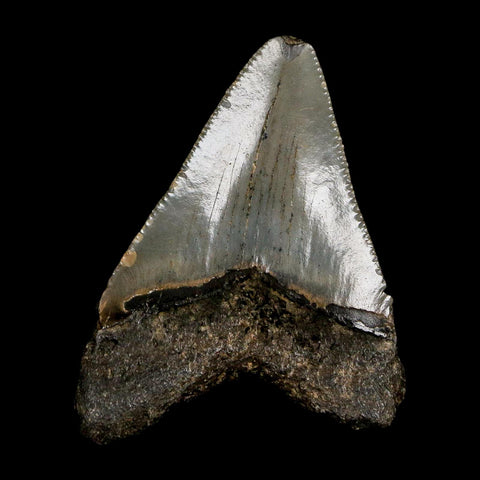 2.5" Quality Megalodon Shark Tooth Serrated Fossil Natural Miocene Age COA - Fossil Age Minerals