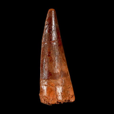 2" Spinosaurus Fossil Tooth 100 Million Years Old Cretaceous Dinosaur COA Stand