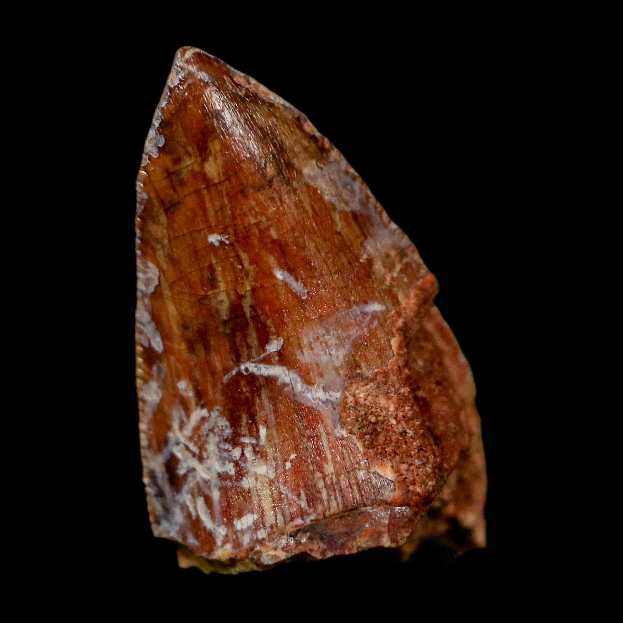 0.7" Phytosaur Fossil Tooth Triassic Age Archosaur Redonda FM NM COA & Display - Fossil Age Minerals