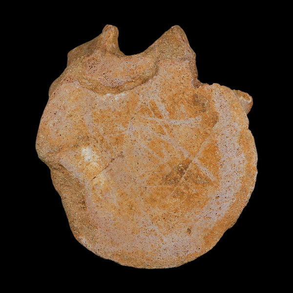 4.6