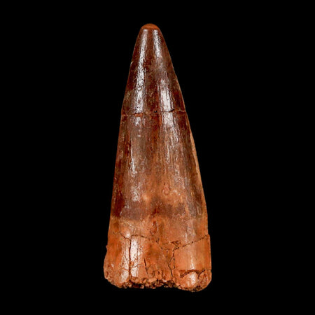 2" Spinosaurus Fossil Tooth 100 Million Years Old Cretaceous Dinosaur COA Stand