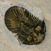 1.4" Scabriscutellum Trilobite Fossil Devonian Morocco 400 Million Years Old COA