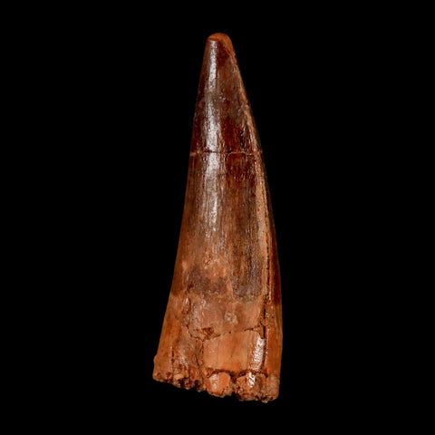 2" Spinosaurus Fossil Tooth 100 Million Years Old Cretaceous Dinosaur COA Stand