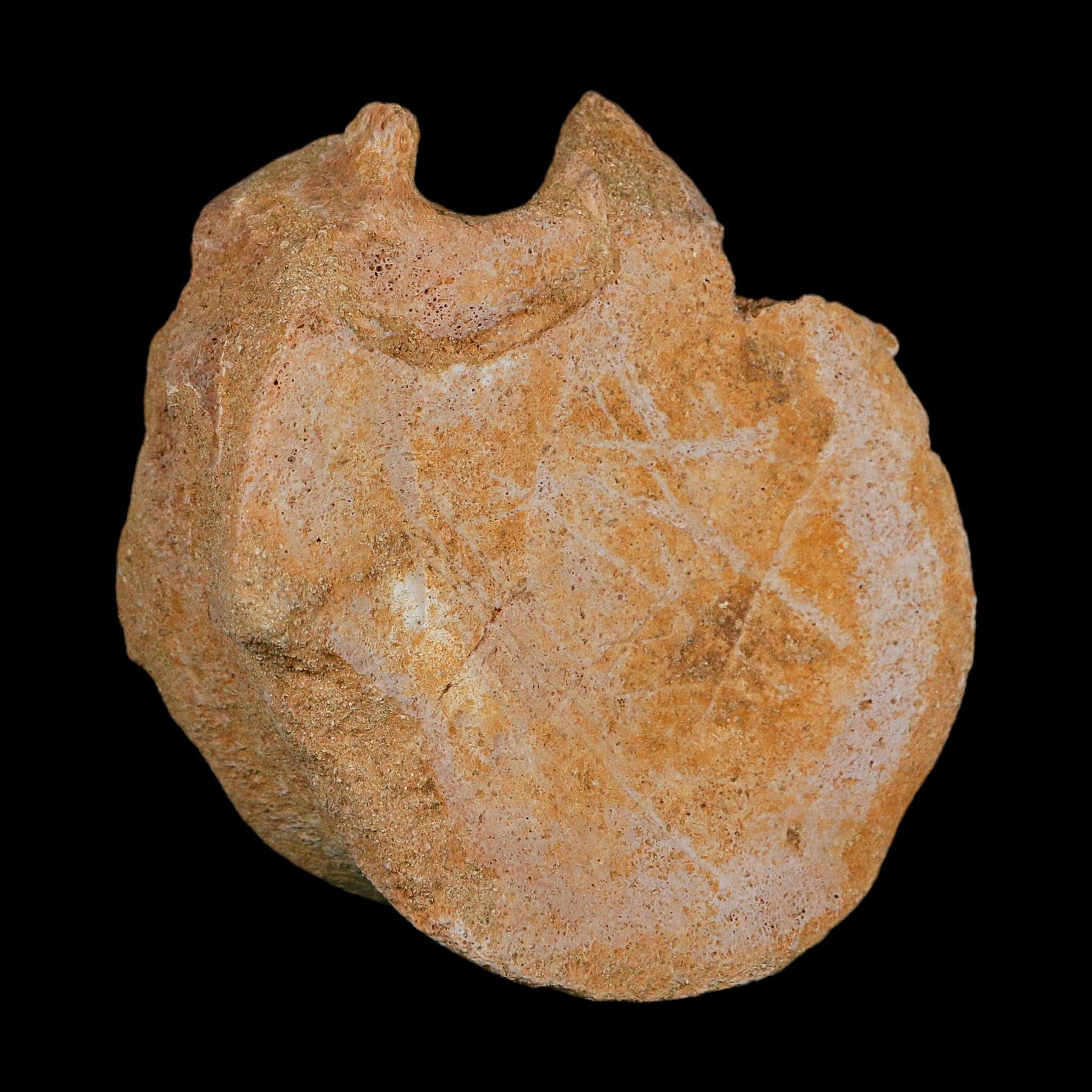 4.6" Plesiosaurus Fossil Vertebrae Cretaceous Dinosaur Era Morocco Zarafasaura COA