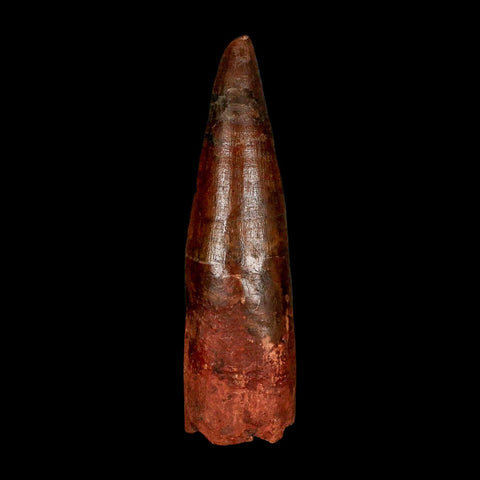 XL 3.9" Spinosaurus Fossil Tooth 100 Million Years Old Cretaceous Dinosaur COA