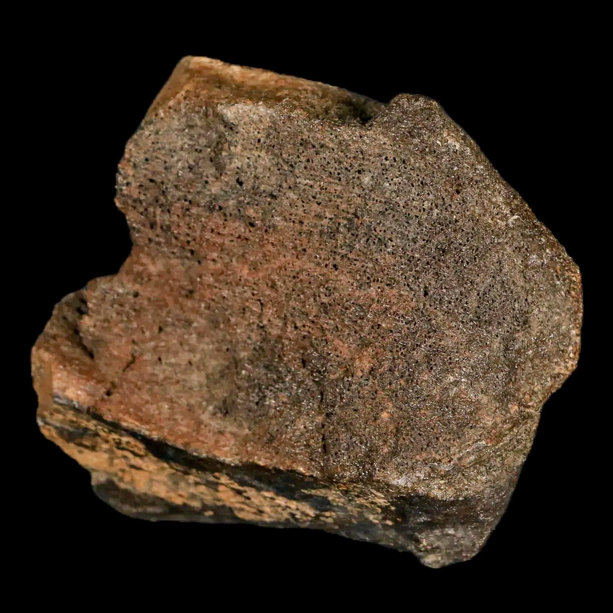 2.2" Lambeosaurus Fossil Bone Marrow Judith River FM MT Cretaceous Dinosaur COA - Fossil Age Minerals