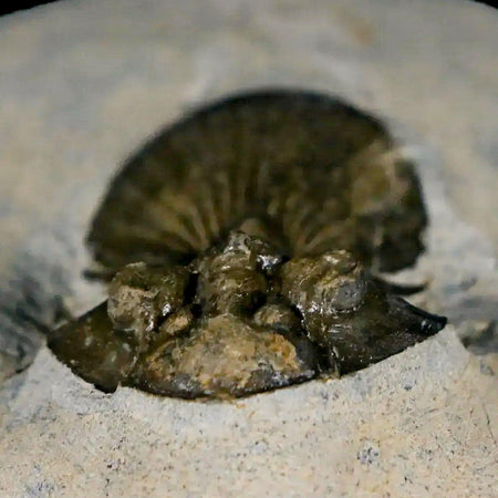 1.4" Scabriscutellum Trilobite Fossil Devonian Morocco 400 Million Years Old COA