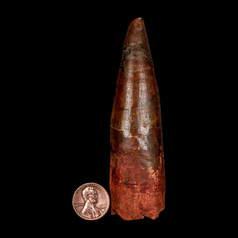 XL 3.9" Spinosaurus Fossil Tooth 100 Million Years Old Cretaceous Dinosaur COA