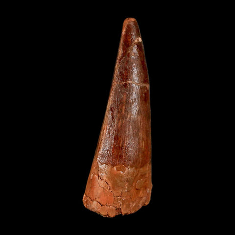 2" Spinosaurus Fossil Tooth 100 Million Years Old Cretaceous Dinosaur COA Stand