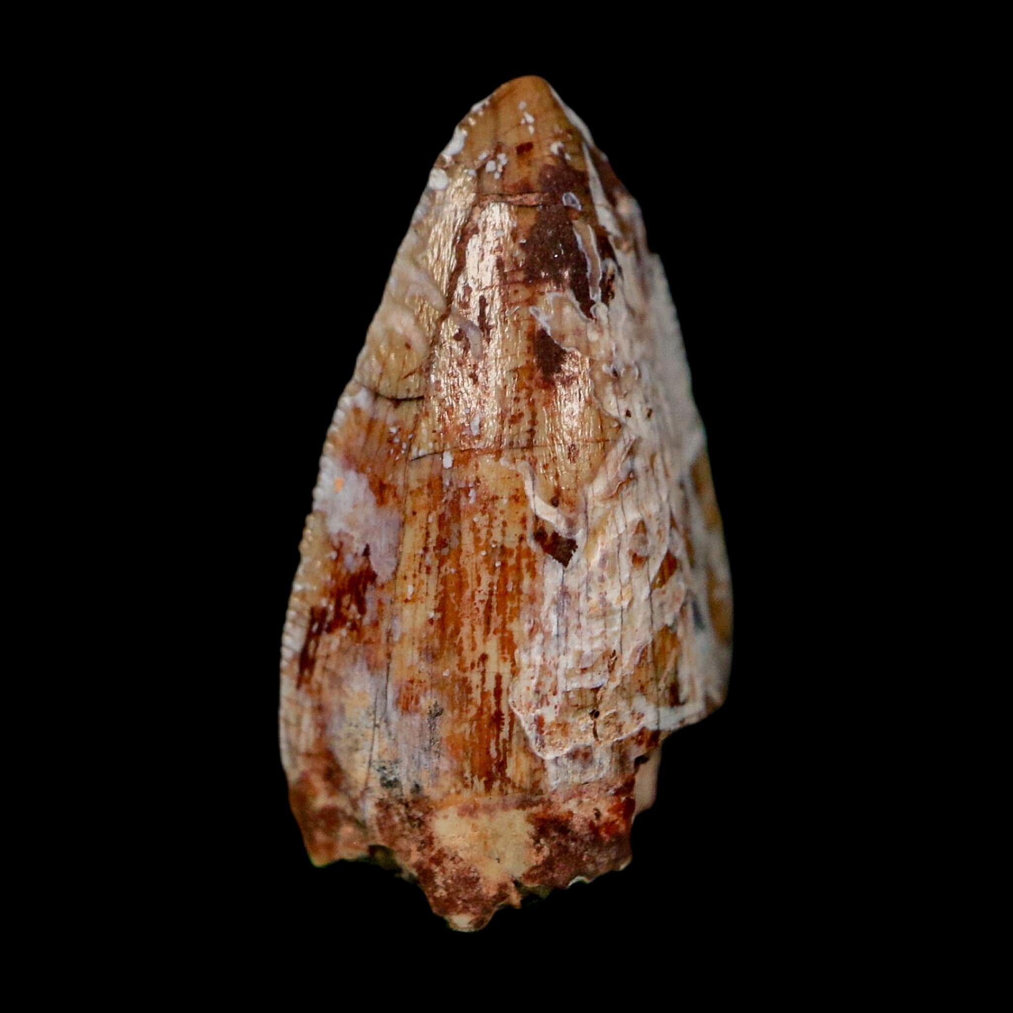 0.8" Phytosaur Fossil Tooth Triassic Age Archosaur Redonda FM NM COA & Display - Fossil Age Minerals