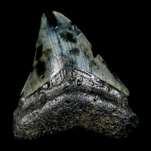 2.7" Quality Megalodon Shark Tooth Serrated Fossil Natural Miocene Age COA - Fossil Age Minerals