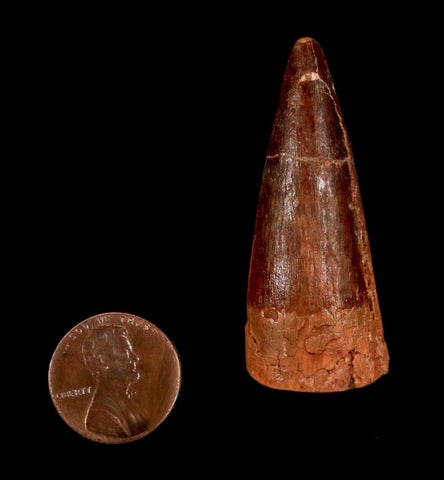 2" Spinosaurus Fossil Tooth 100 Million Years Old Cretaceous Dinosaur COA Stand