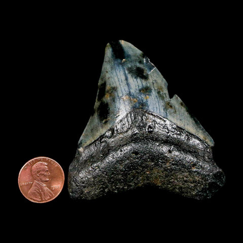 2.7" Quality Megalodon Shark Tooth Serrated Fossil Natural Miocene Age COA - Fossil Age Minerals