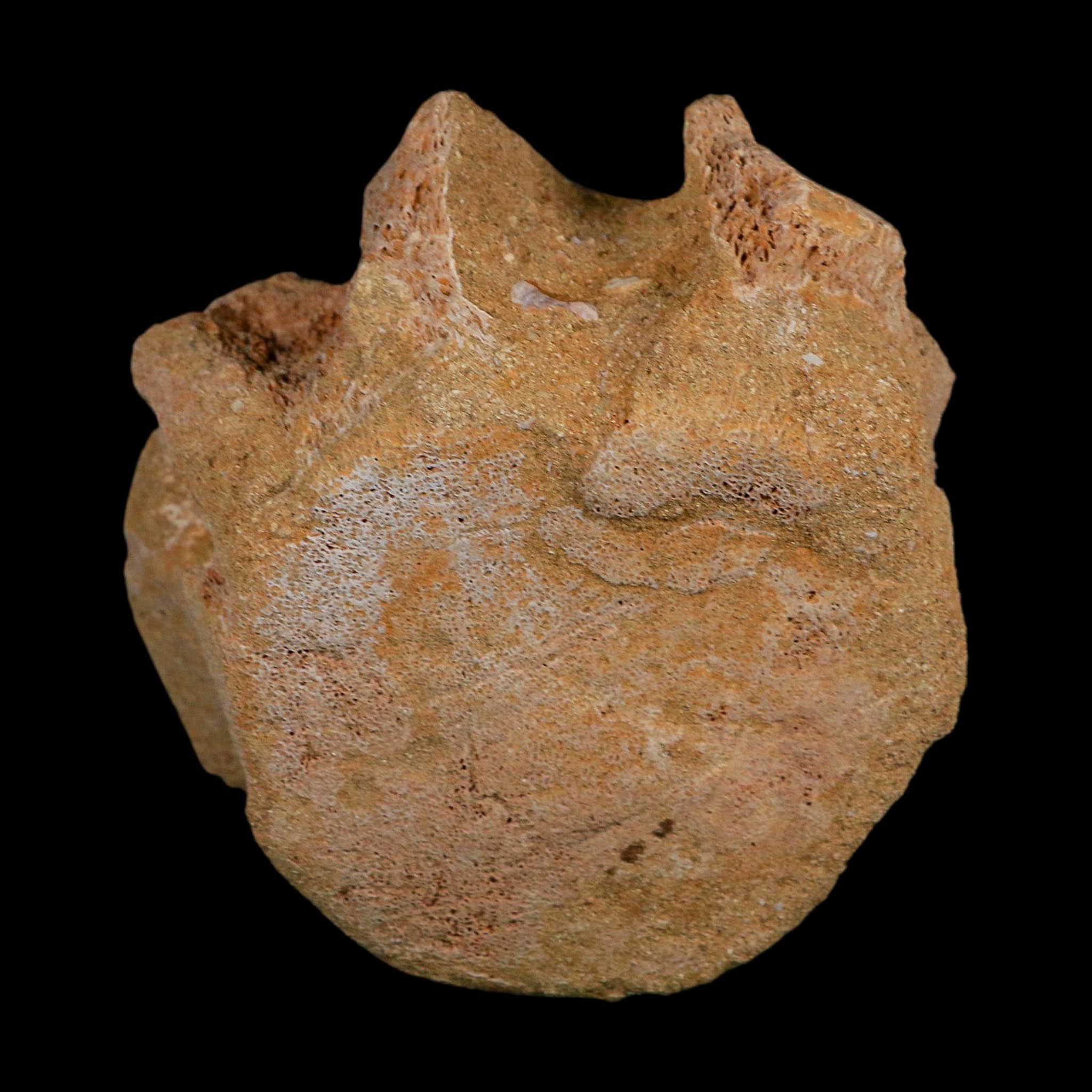 4.6" Plesiosaurus Fossil Vertebrae Cretaceous Dinosaur Era Morocco Zarafasaura COA
