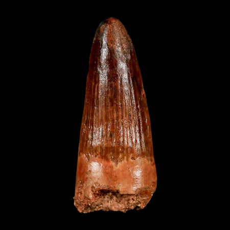 2" Spinosaurus Fossil Tooth 100 Million Years Old Cretaceous Dinosaur COA Stand