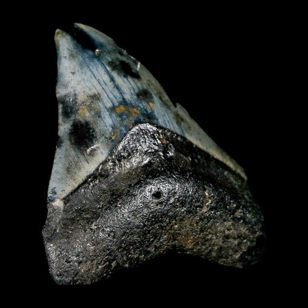 2.7" Quality Megalodon Shark Tooth Serrated Fossil Natural Miocene Age COA