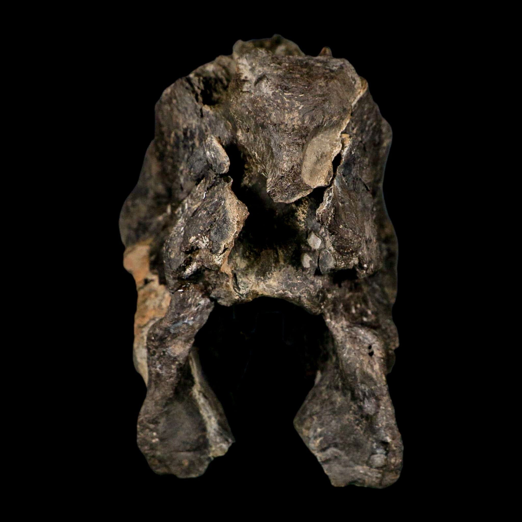 4.5" Rare Hypacrosaurus Dinosaur Fossil Brain Case & Endo Cast Two Medicine MT COA - Fossil Age Minerals