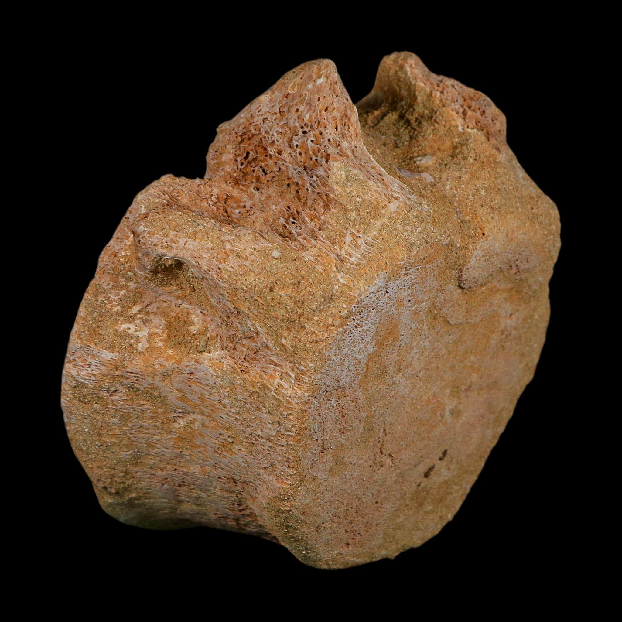 4.6" Plesiosaurus Fossil Vertebrae Cretaceous Dinosaur Era Morocco Zarafasaura COA