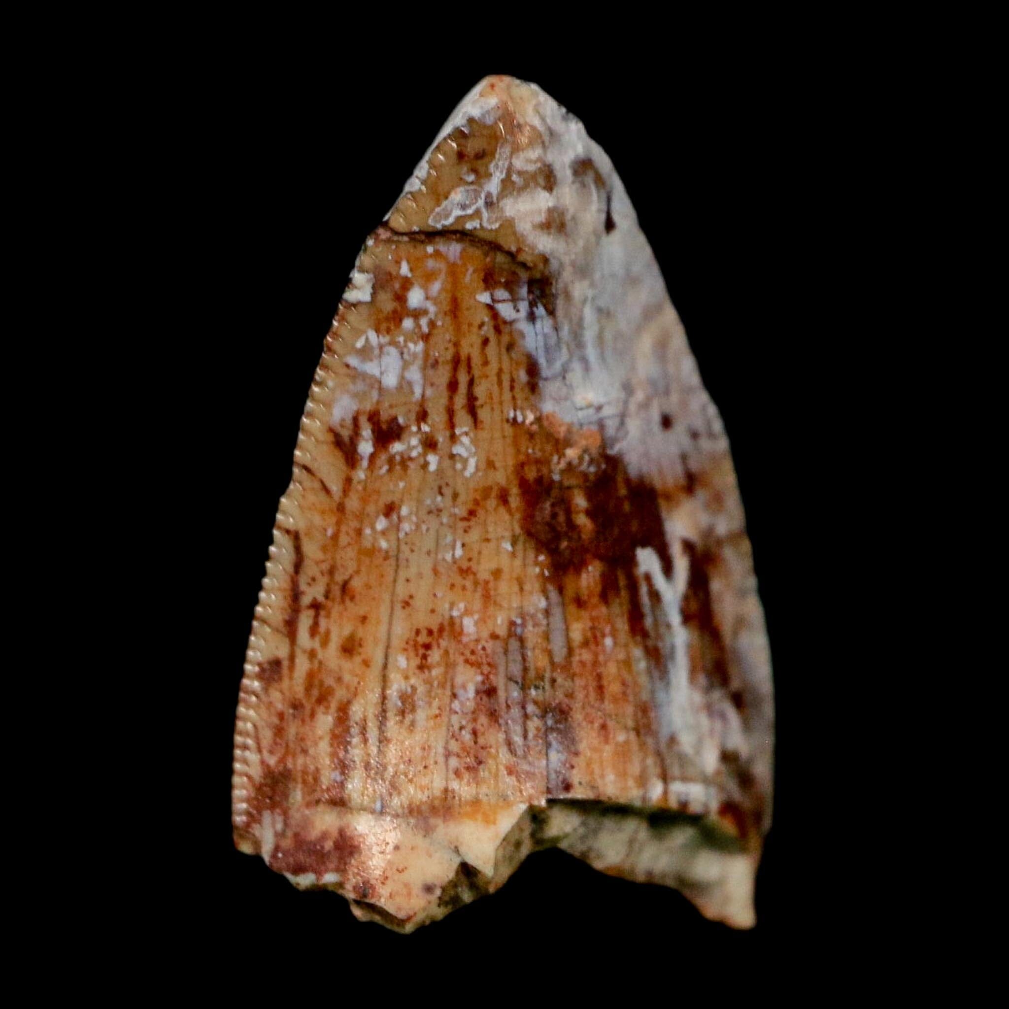0.8" Phytosaur Fossil Tooth Triassic Age Archosaur Redonda FM NM COA & Display - Fossil Age Minerals