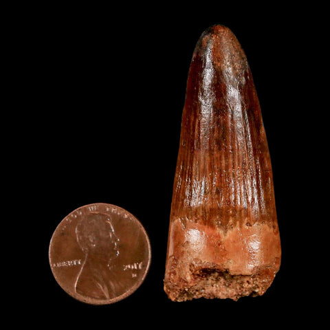 2" Spinosaurus Fossil Tooth 100 Million Years Old Cretaceous Dinosaur COA Stand