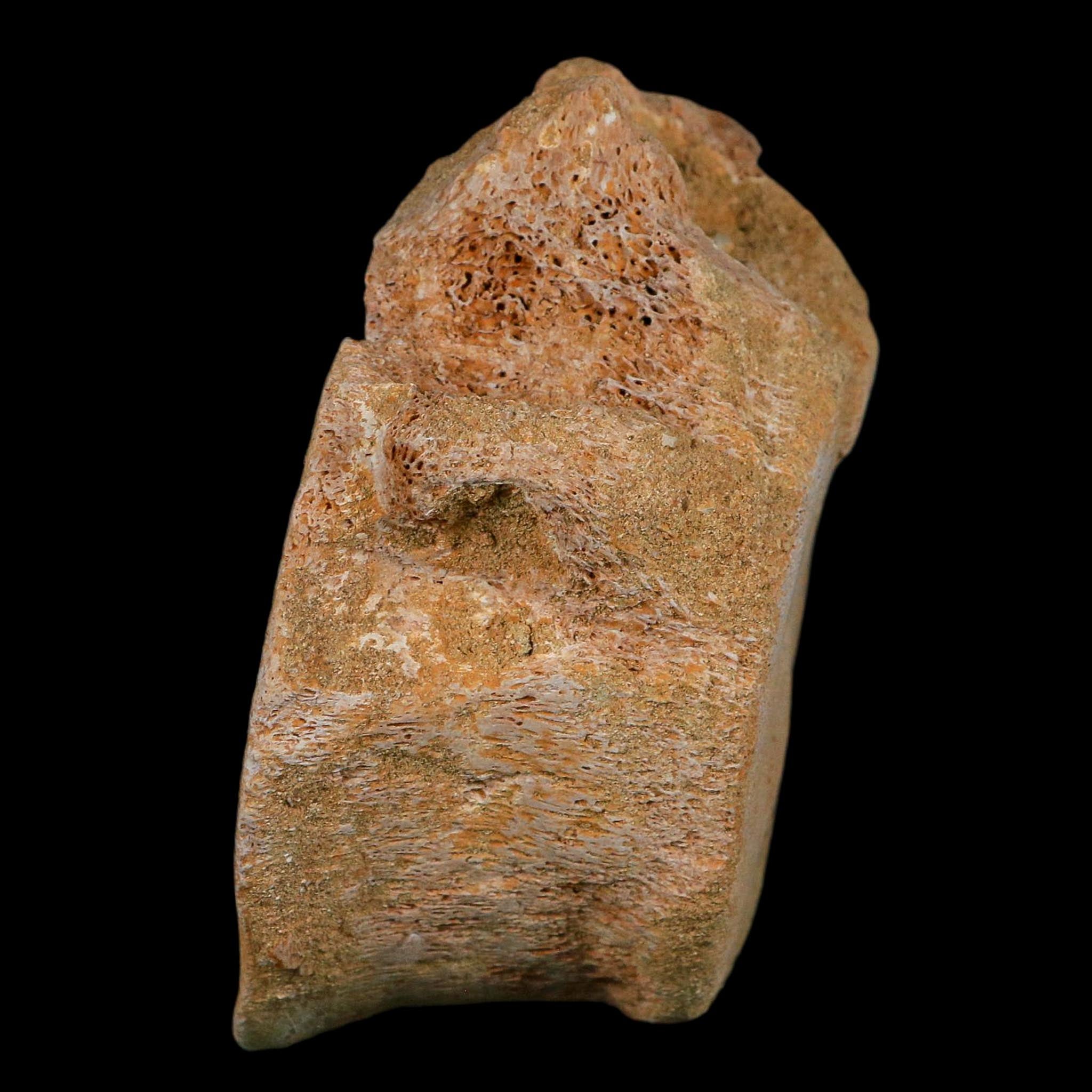 4.6" Plesiosaurus Fossil Vertebrae Cretaceous Dinosaur Era Morocco Zarafasaura COA
