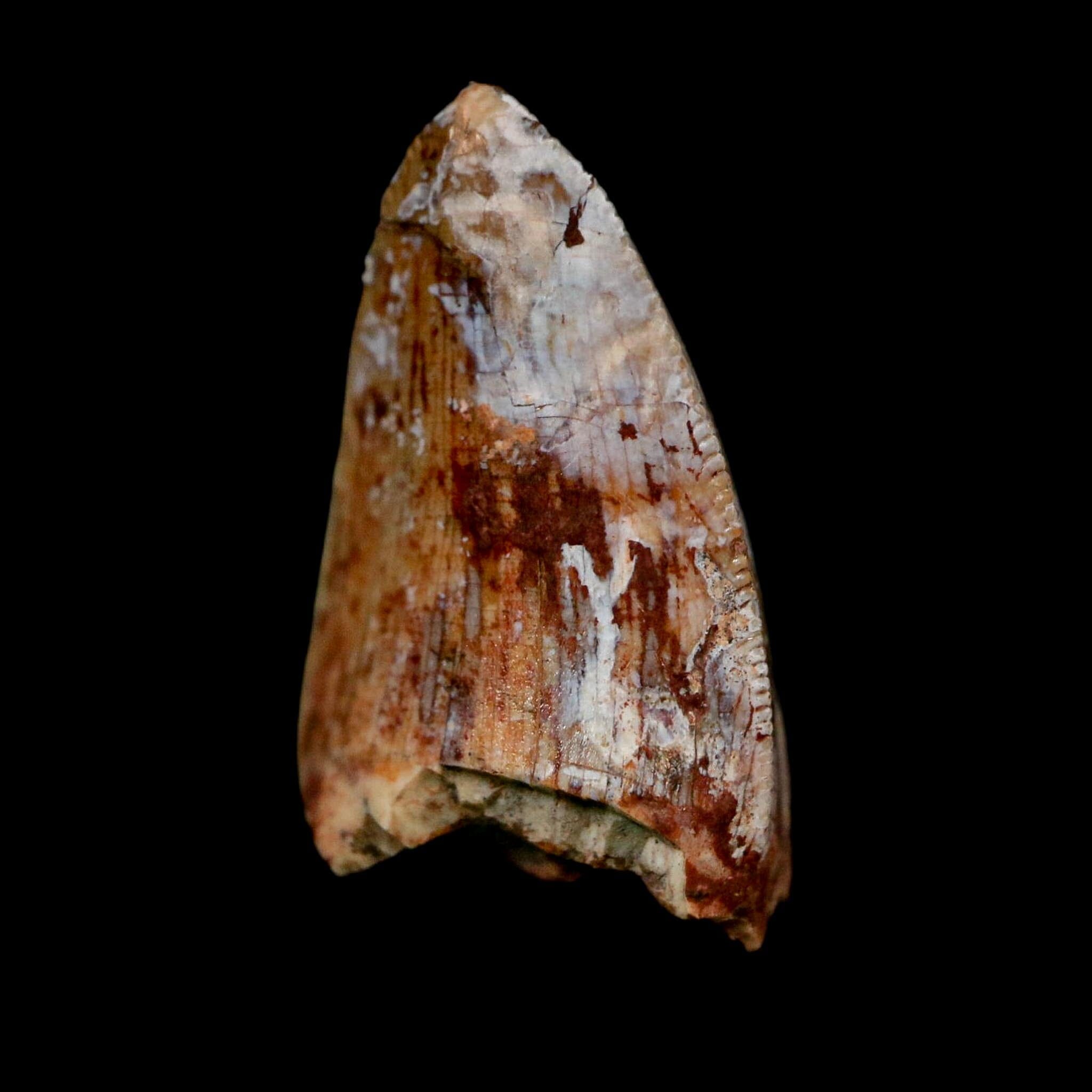 0.8" Phytosaur Fossil Tooth Triassic Age Archosaur Redonda FM NM COA & Display - Fossil Age Minerals