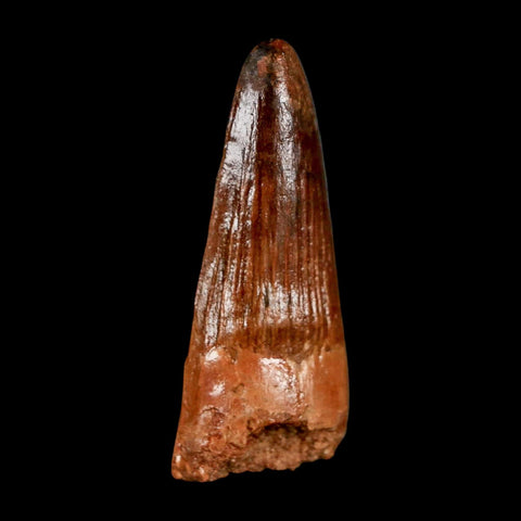 2" Spinosaurus Fossil Tooth 100 Million Years Old Cretaceous Dinosaur COA Stand