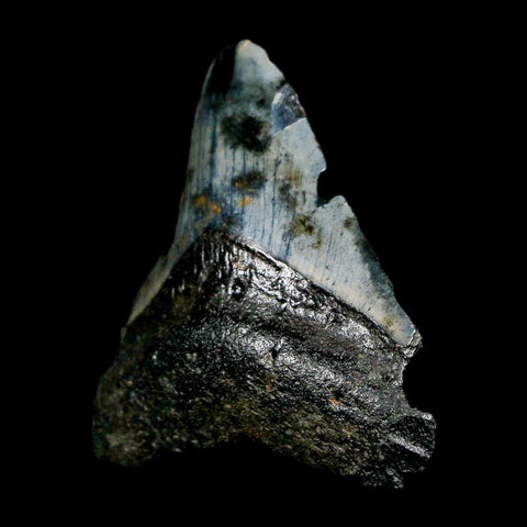 2.7" Quality Megalodon Shark Tooth Serrated Fossil Natural Miocene Age COA - Fossil Age Minerals