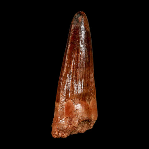 2" Spinosaurus Fossil Tooth 100 Million Years Old Cretaceous Dinosaur COA Stand