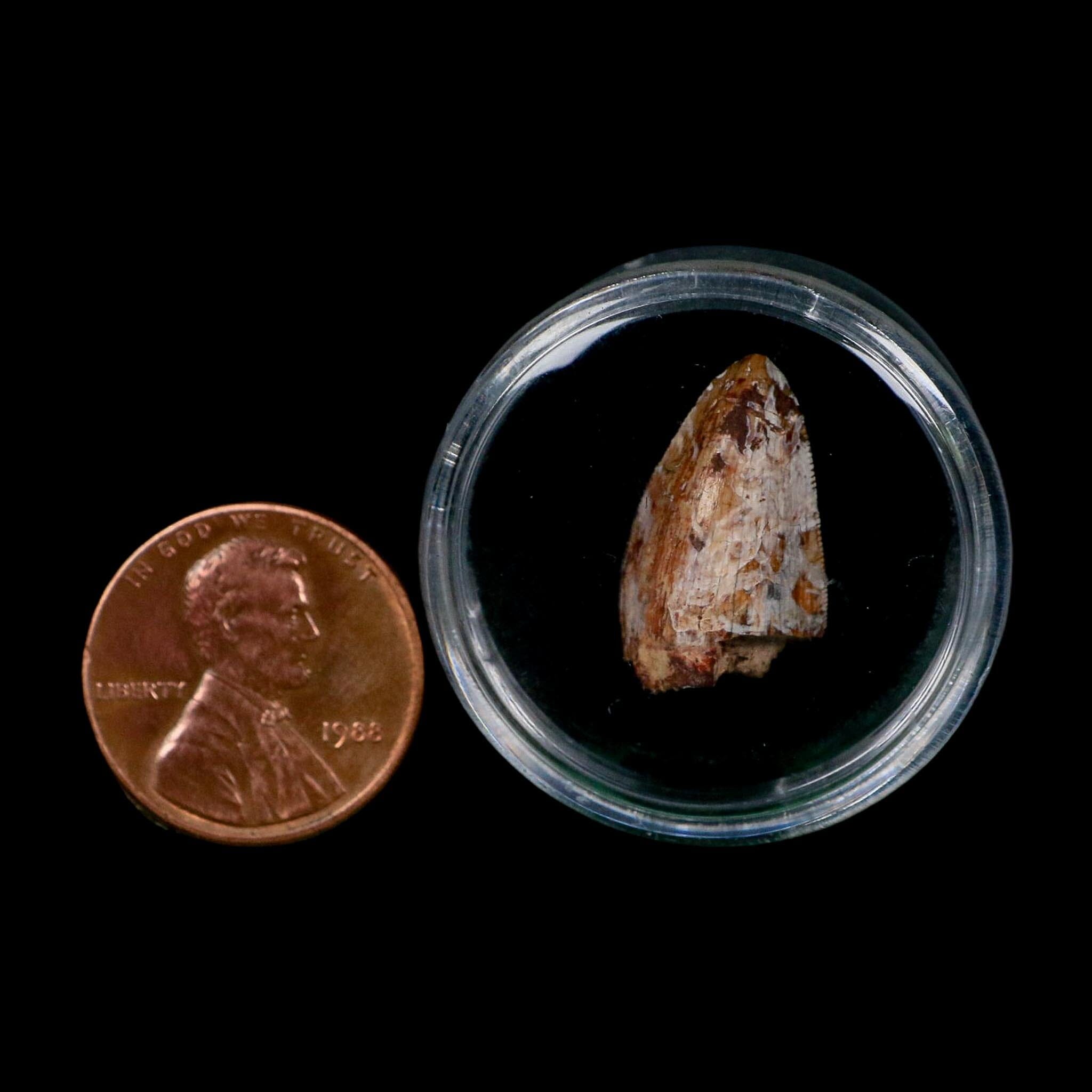 0.8" Phytosaur Fossil Tooth Triassic Age Archosaur Redonda FM NM COA & Display - Fossil Age Minerals