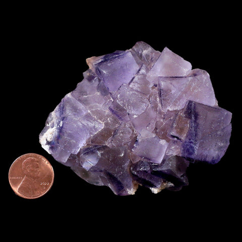 3.1" Purple Fluorite Crystal Cubes Cluster Mineral Specimen Taourirt Morocco - Fossil Age Minerals