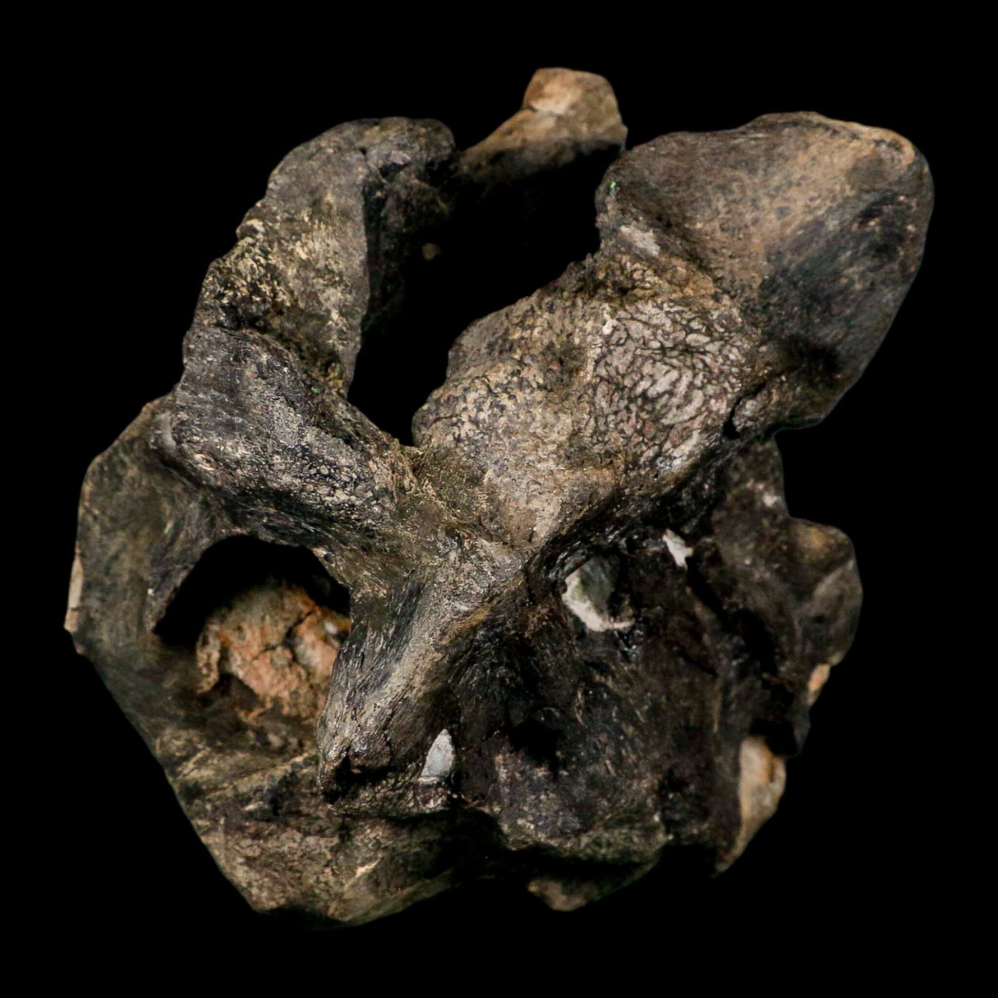 4.5" Rare Hypacrosaurus Dinosaur Fossil Brain Case & Endo Cast Two Medicine MT COA - Fossil Age Minerals