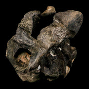 4.5" Rare Hypacrosaurus Dinosaur Fossil Brain Case & Endo Cast Two Medicine MT COA