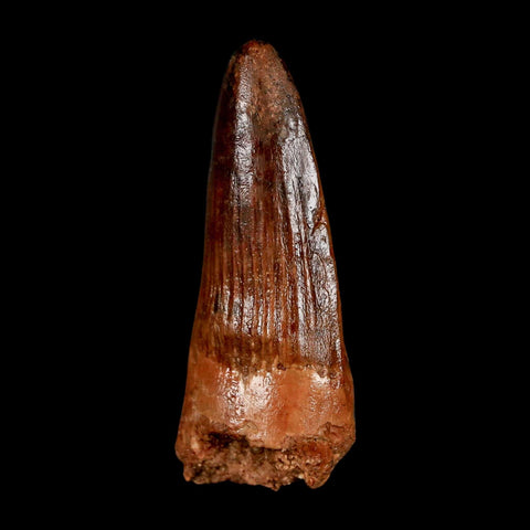 2" Spinosaurus Fossil Tooth 100 Million Years Old Cretaceous Dinosaur COA Stand