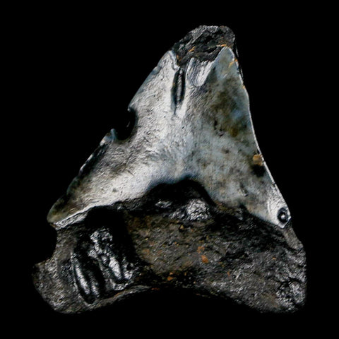 2.7" Quality Megalodon Shark Tooth Serrated Fossil Natural Miocene Age COA - Fossil Age Minerals