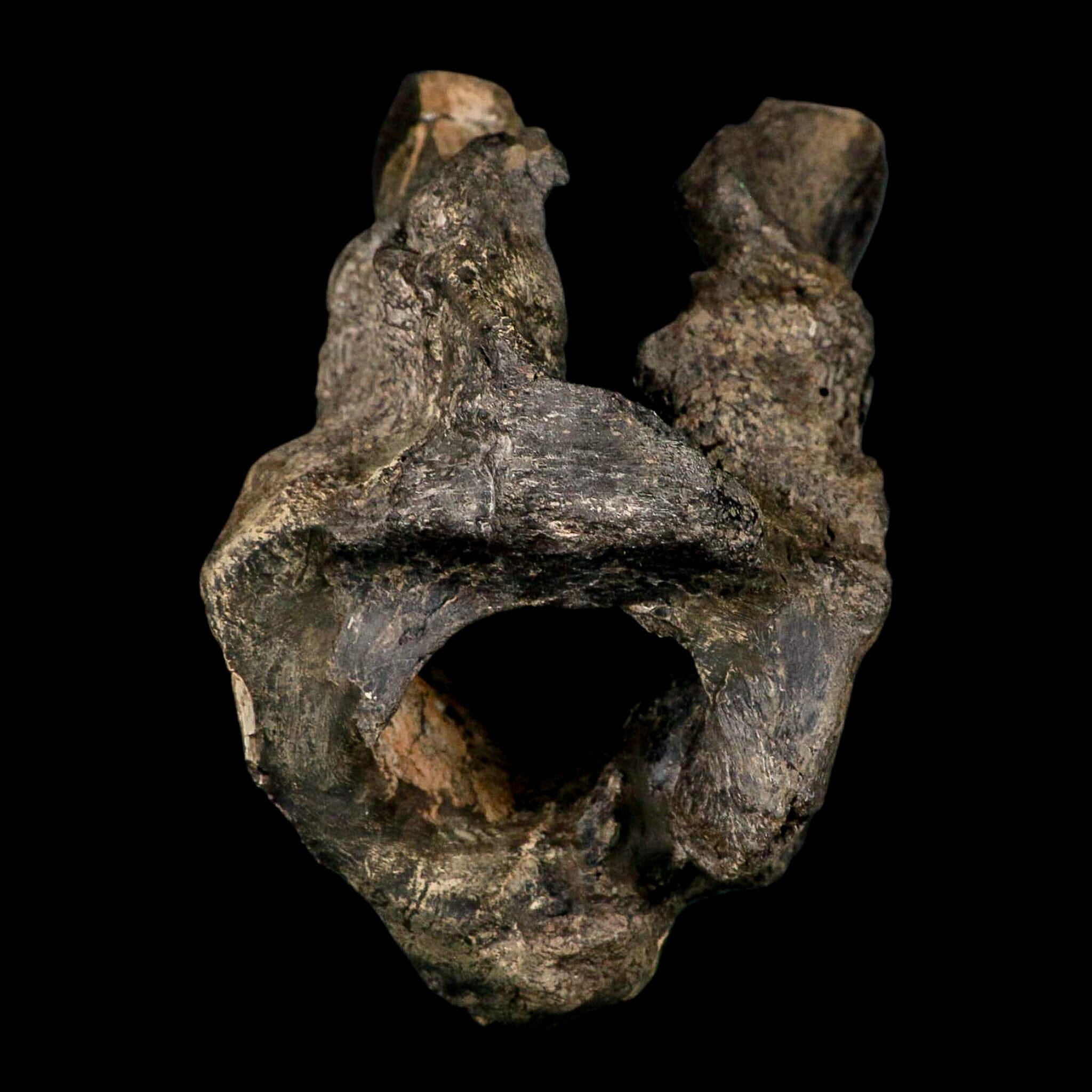 4.5" Rare Hypacrosaurus Dinosaur Fossil Brain Case & Endo Cast Two Medicine MT COA - Fossil Age Minerals