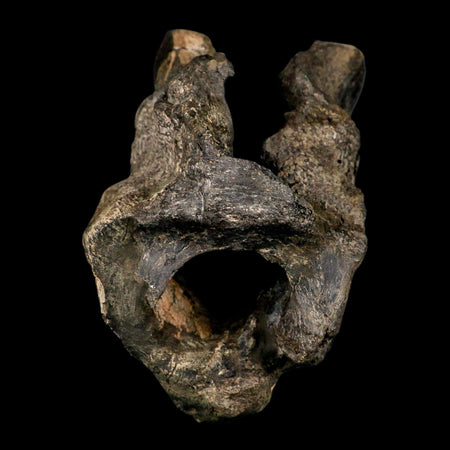 4.5" Rare Hypacrosaurus Dinosaur Fossil Brain Case & Endo Cast Two Medicine MT COA